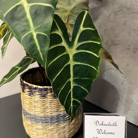 Heidi - Zlatni Javor Τζαχορίνα