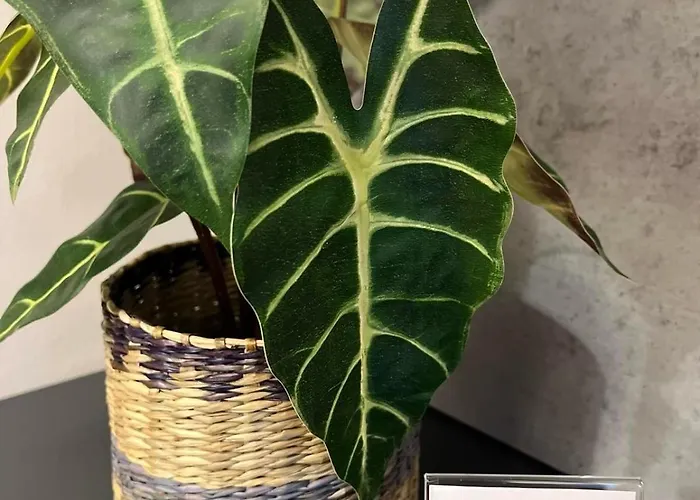 Heidi - Zlatni Javor Jahorina